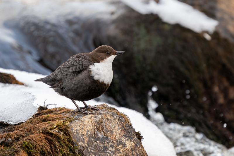 Koskikara Kämärillä