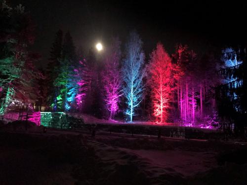 Kuvituskuva, jossa värivalaistuja puita.