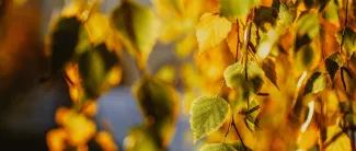 Koivunlehtiä ruskan sävyissä.