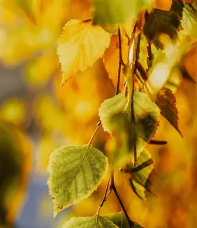 Syksyisiä koivun lehtiä.