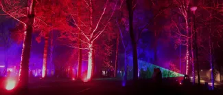 Taikametsä - valotaideteos, jossa puisto on valaistu sinisen ja punaisen sävyillä.
