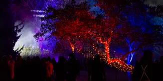 Ihmisiä valaistussa puistossa, jossa puut muodostavat punaisia, violetteja ja sinisiä valoteoksia.